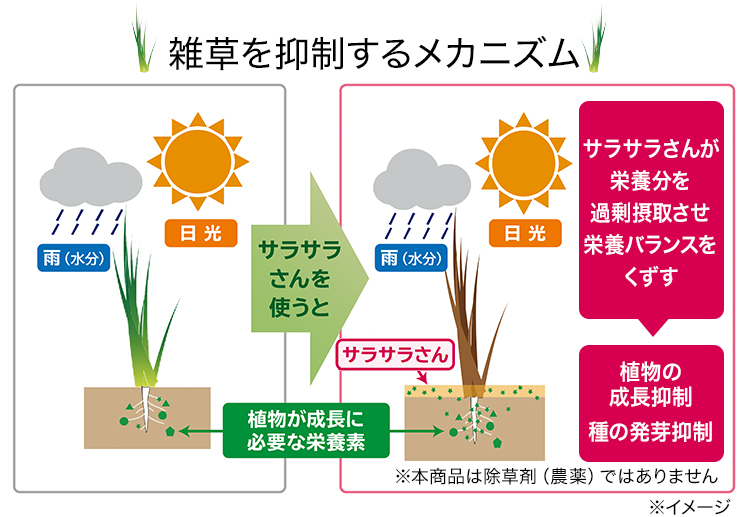雑草を抑制するメカニズム　サラサラさんが栄養分を過剰摂取させ栄養バランスをくずす→植物の成長抑制、種の発芽抑制