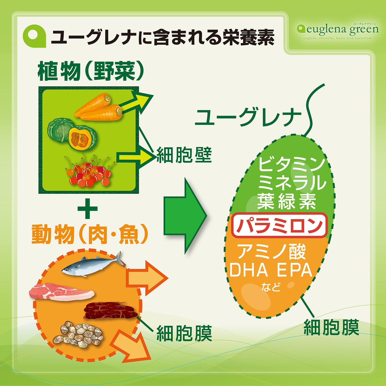 野菜等の植物系 魚 肉の動物系栄養素を 一度に手軽に摂れる ユーグレナ グリーン １００包 特別ボーナスボックス 美容 ダイエット フィットネス 健康 サプリメント ユーグレナ グリーン 通販 テレビショッピングのショップチャンネル