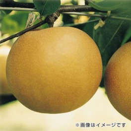 栃木県産　にっこり梨