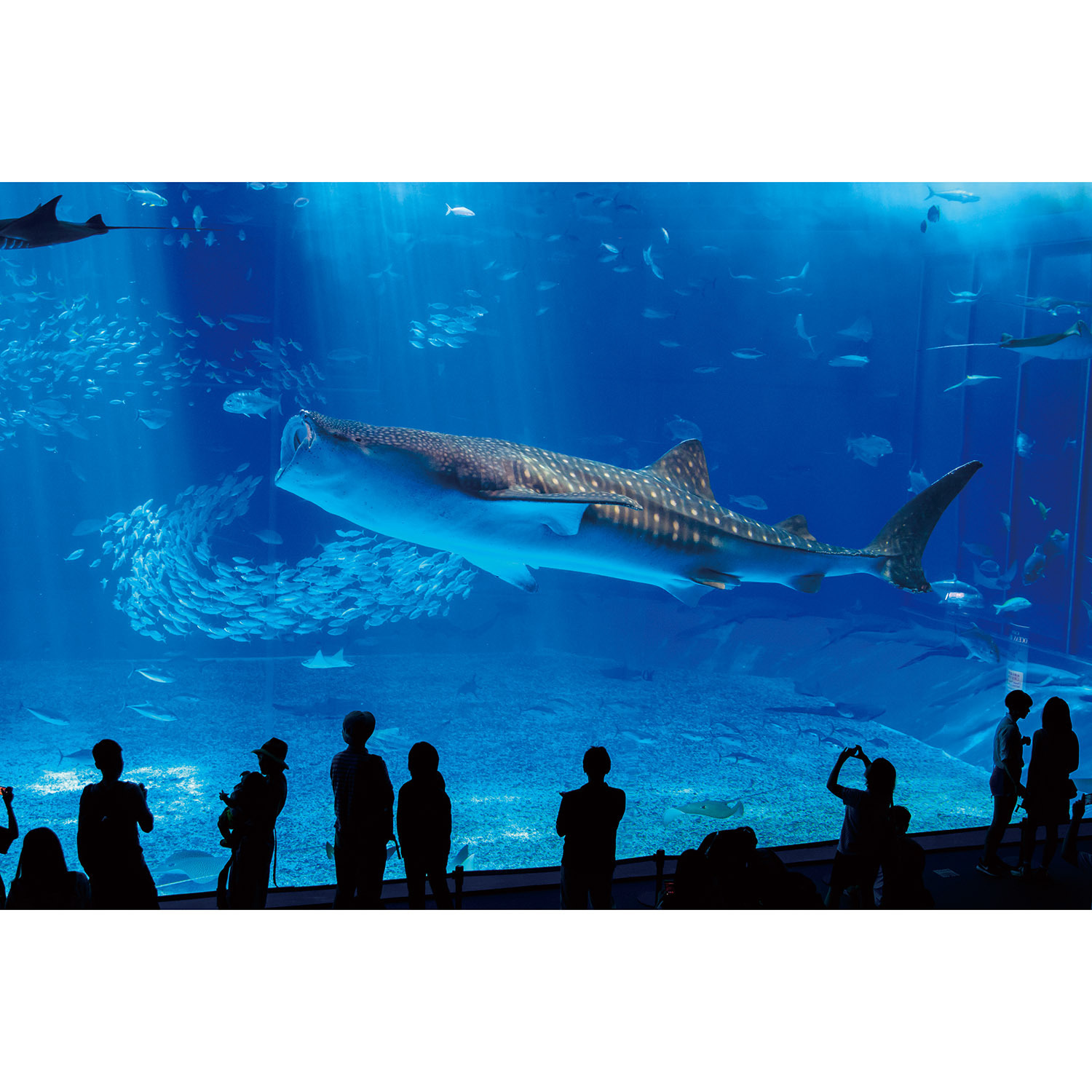 大人時間を愉しむ 南国美ら旅 沖縄４日間 ２名１室 ＜中部空港発着＞