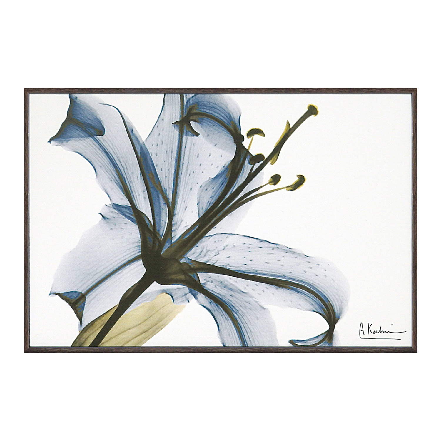 Ｘ　Ｒａｙ キャンバスアート リリー ＜約２１×３１ｃｍ＞