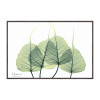 Ｘ　Ｒａｙ キャンバスアート リーフ３ ＜約２１×３１ｃｍ＞