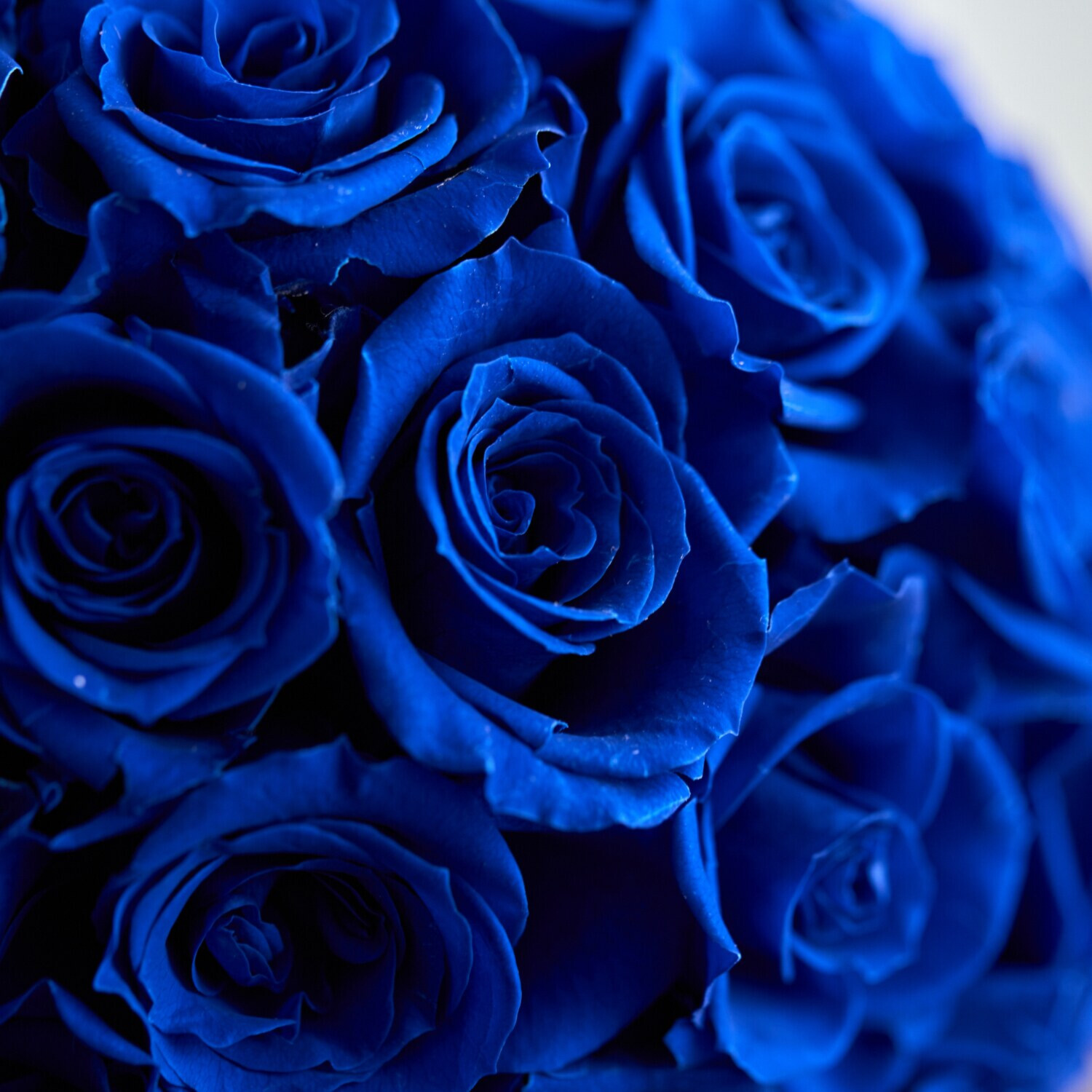 ＧＩＮＺＡ ＳＯＢＩ　ＦＬＯＷＥＲＳ プリザーブドフラワー クラシカ　Ｔａｌｌ