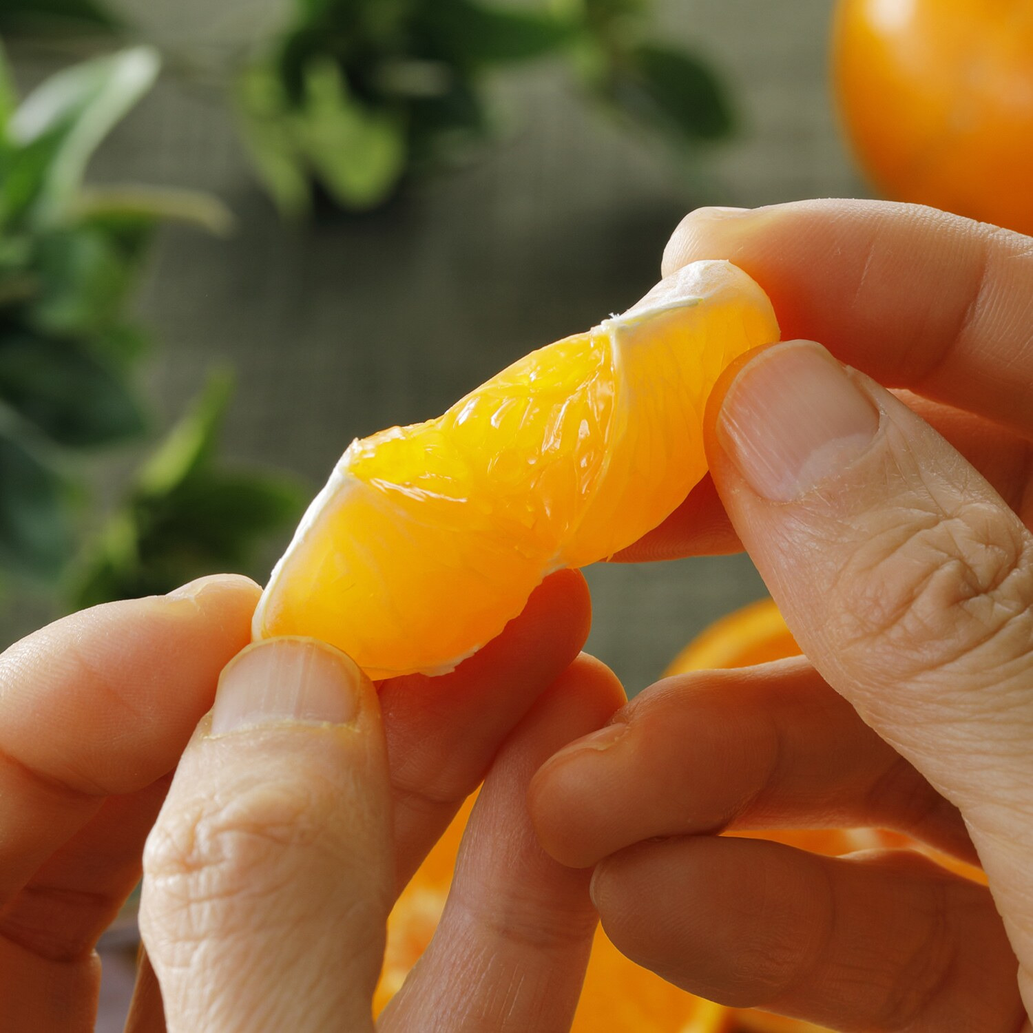 絶妙な味わい 貯蔵みかん“さが美人”