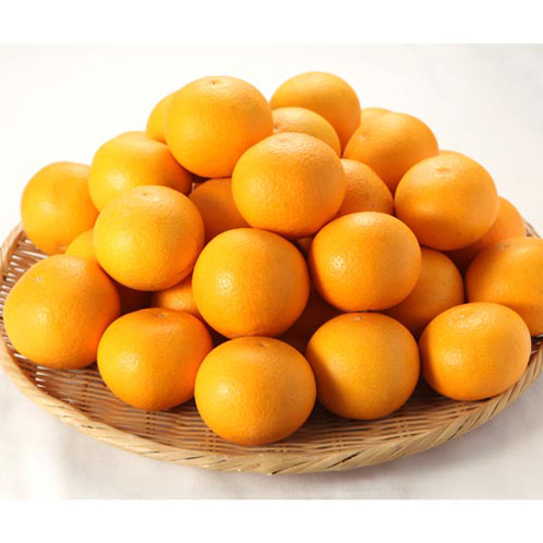 甘みたっぷりジューシー 清見タンゴール ＜小玉＞