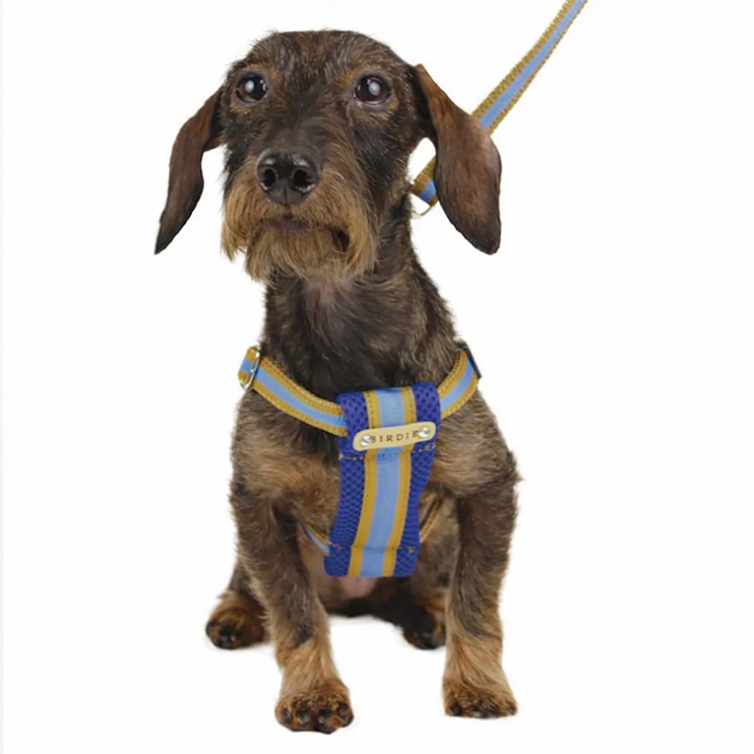 ＢＩＲＤＩＥ ラッセルクッション ハーネス＆リード ＜ＳＳ／Ｓ＞