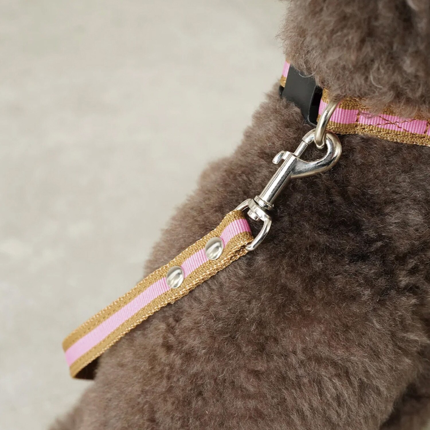 ＢＩＲＤＩＥ ラッセルクッション ハーネス＆リード ＜ＳＳ／Ｓ＞