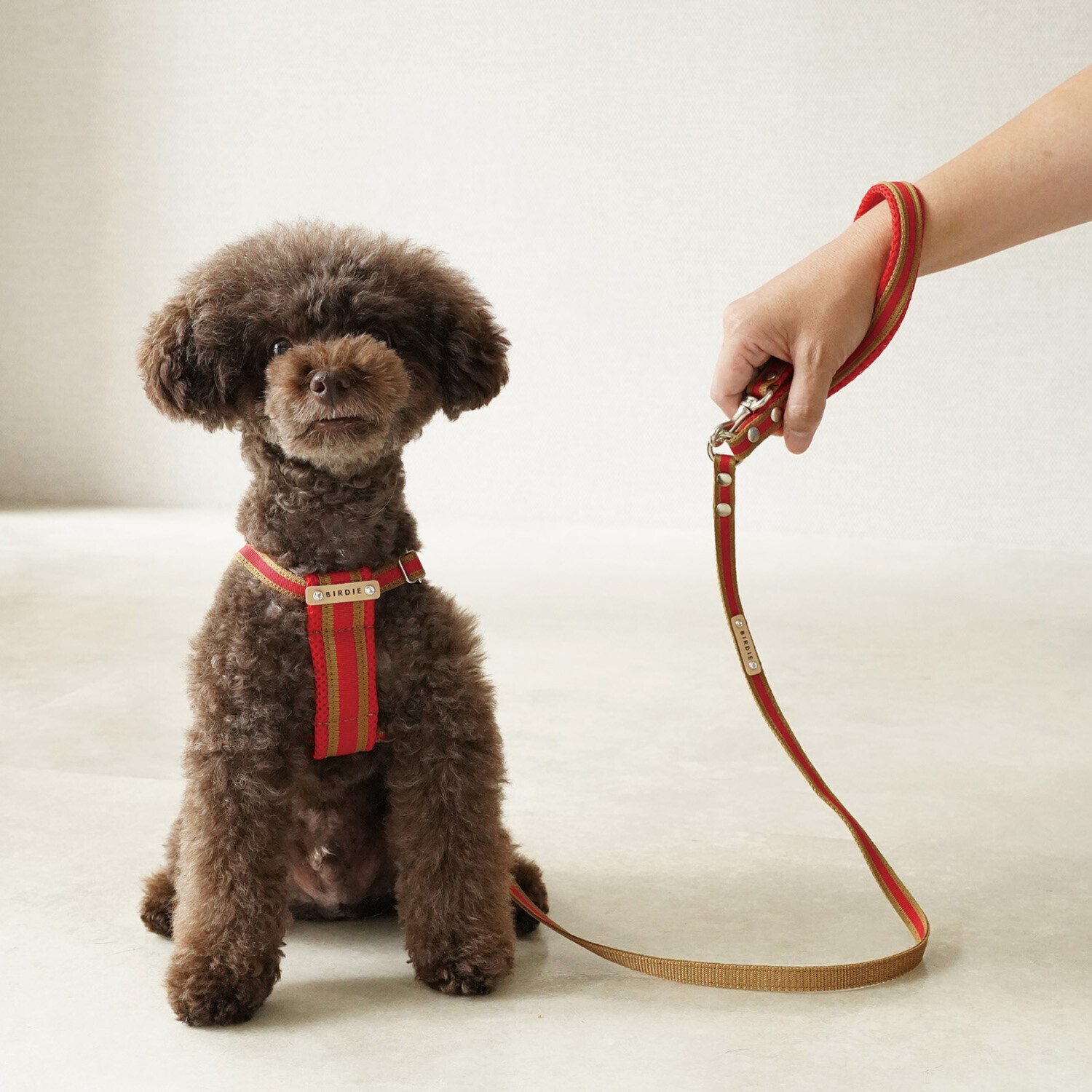 ＢＩＲＤＩＥ ラッセルクッション ハーネス＆リード ＜ＳＳ／Ｓ＞