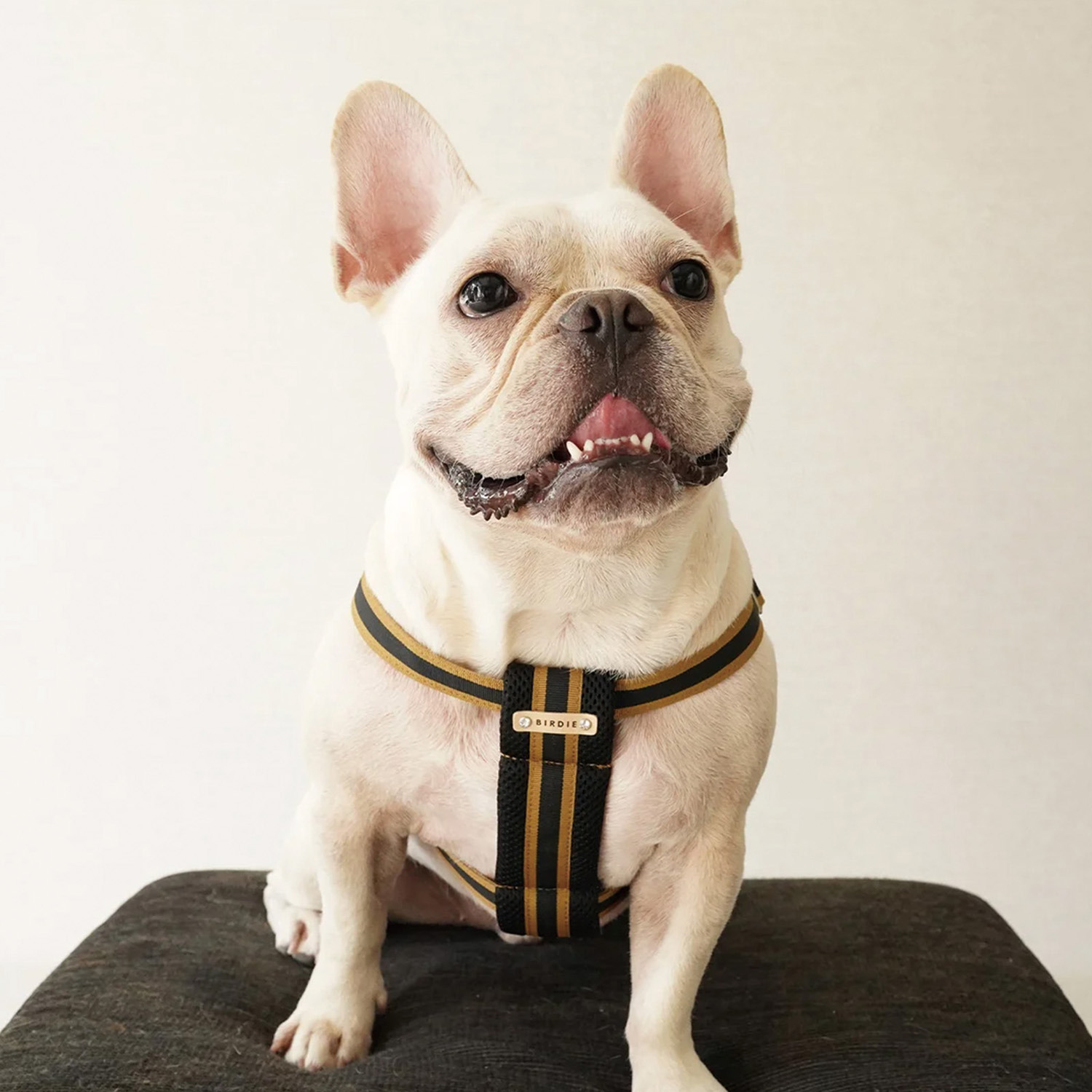 ＢＩＲＤＩＥ ラッセルクッション ハーネス＆リード ＜Ｍ＞