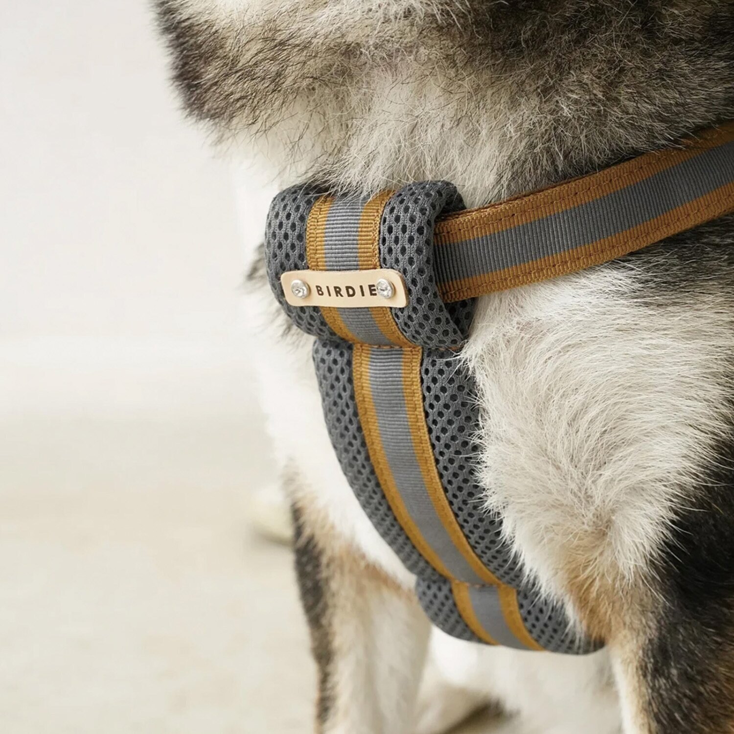 ＢＩＲＤＩＥ ラッセルクッション ハーネス＆リード ＜Ｍ＞