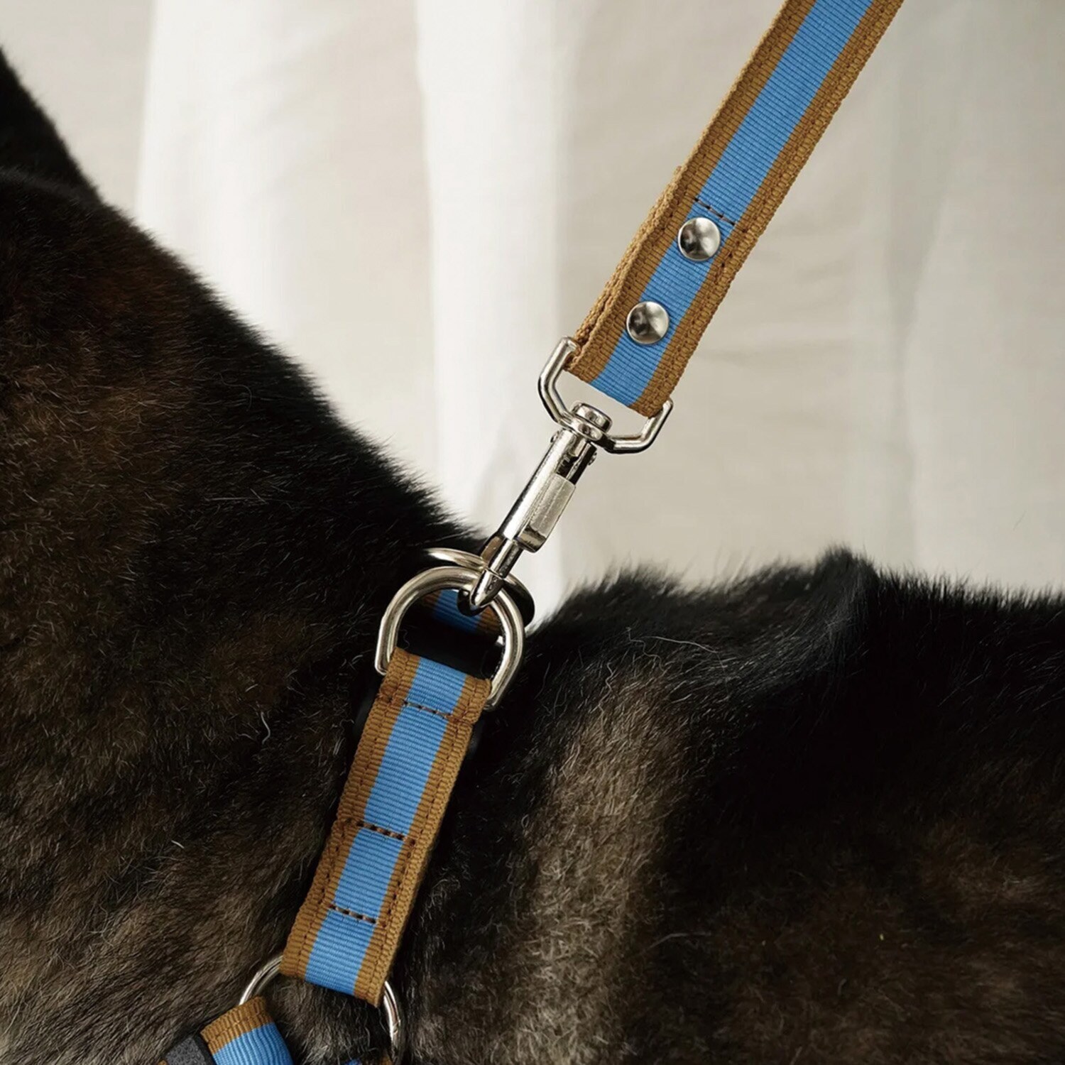 ＢＩＲＤＩＥ ラッセルクッション ハーネス＆リード ＜Ｍ＞