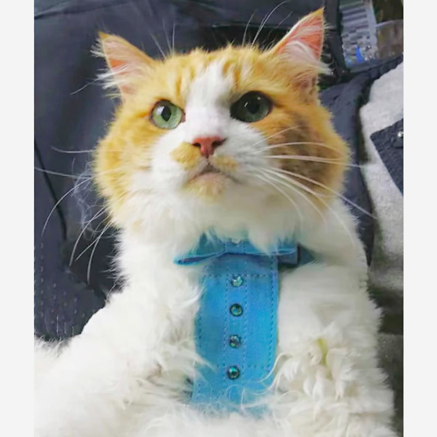 ＢＩＲＤＩＥ リンバーハーネス＜Ｓ＞