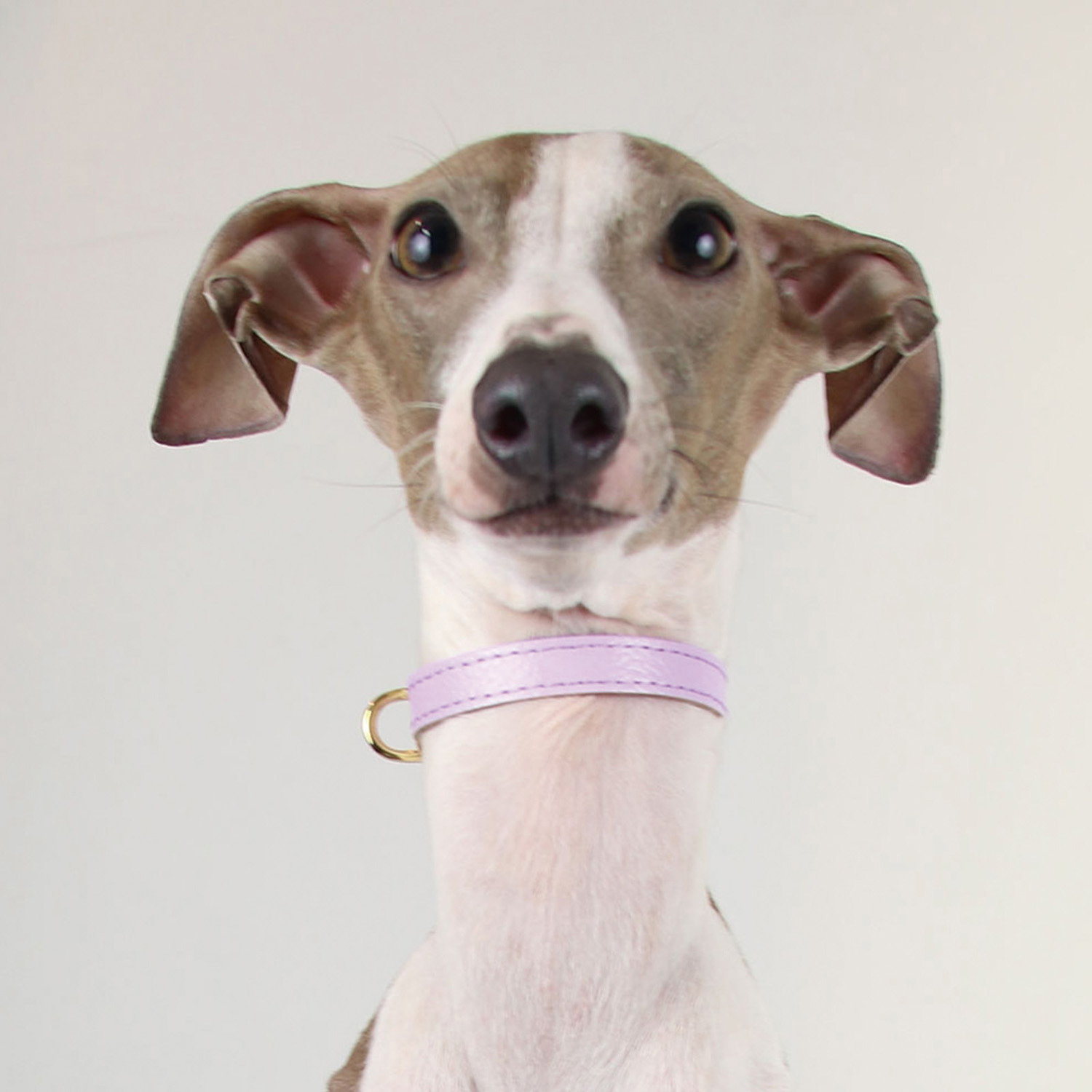 ＢＩＲＤＩＥ ボニーカラー＜ＳＳ＞