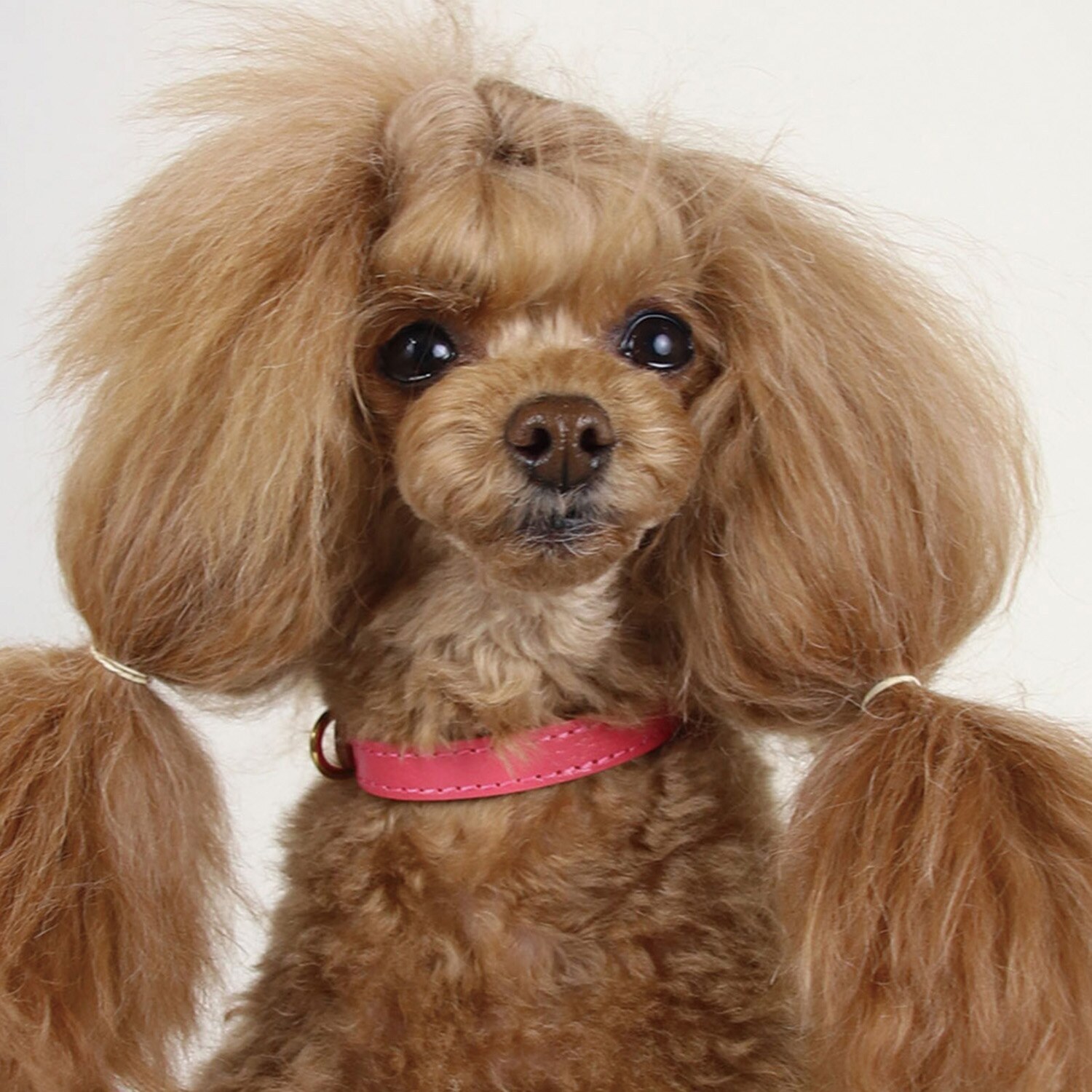 ＢＩＲＤＩＥ ボニーカラー＜Ｓ＞