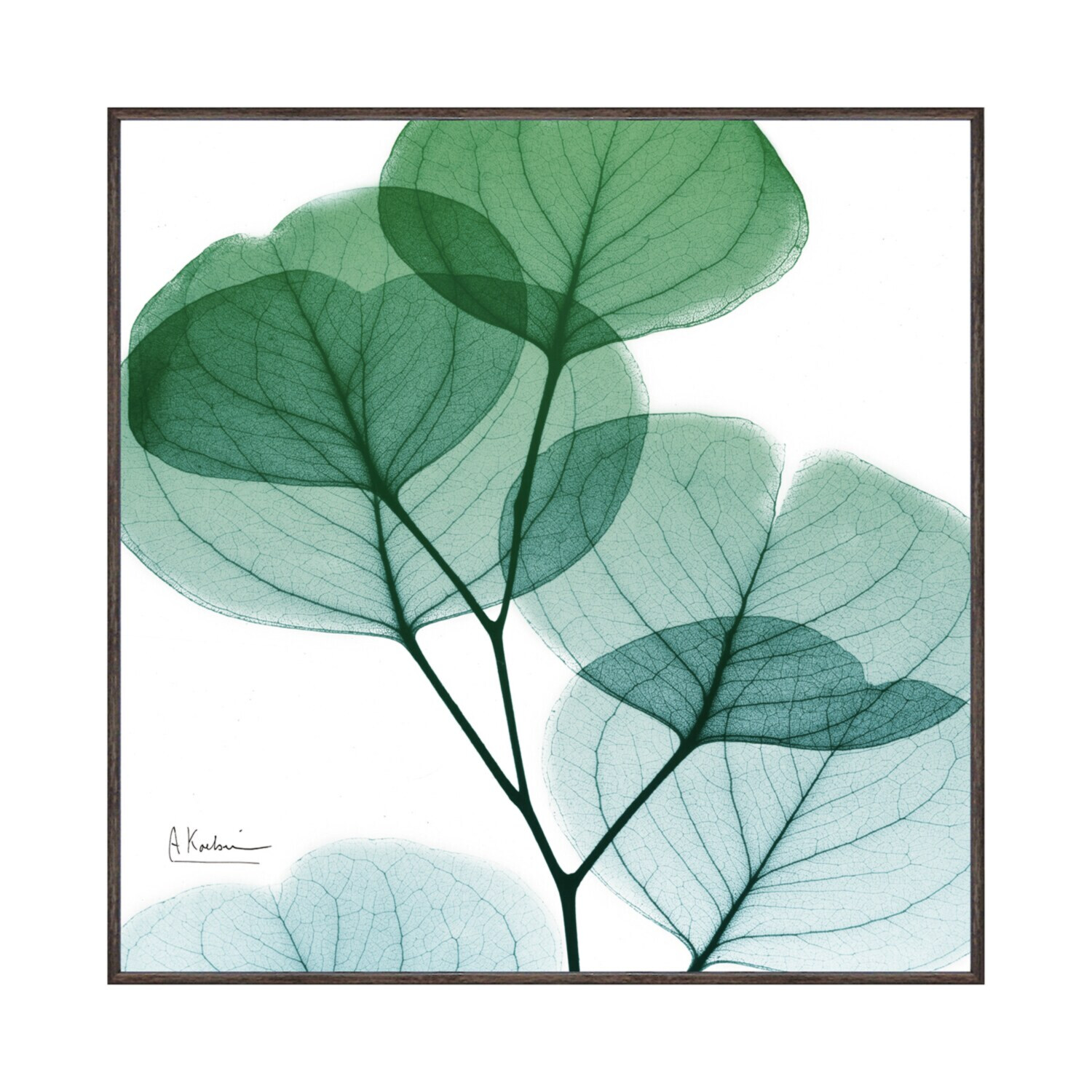 Ｘ　Ｒａｙ キャンバスアート ユーカリメイト ＜約３１×３１ｃｍ＞