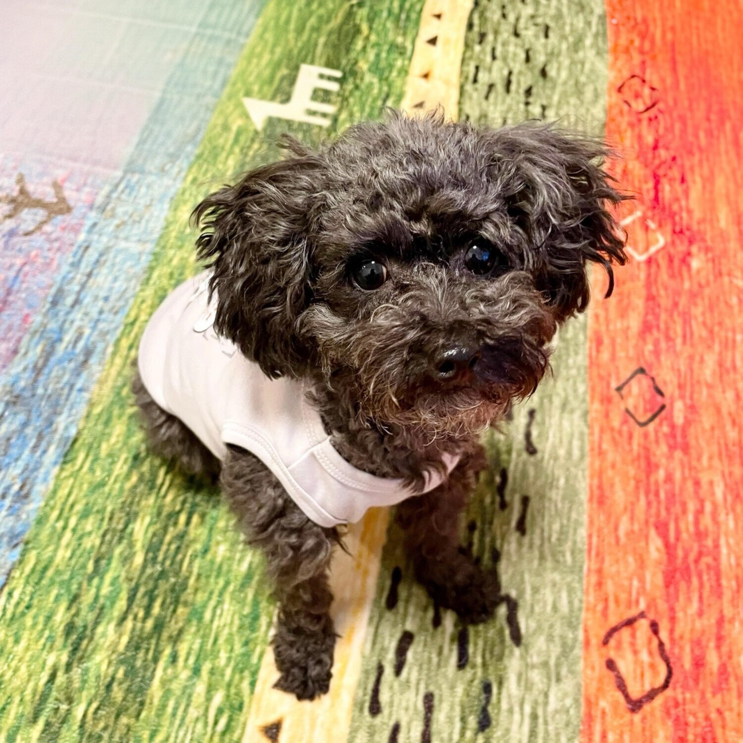 エル　ステュディオ ドッググラフィック グリッタープリント ペットウェア