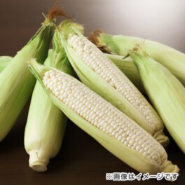 愛知県産 白いとうもろこし “ホワイトショコラ”