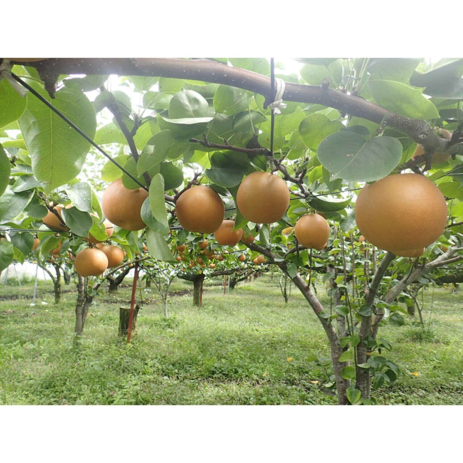 福島県産梨 甘くてシャッキシャキ 「あきづき」