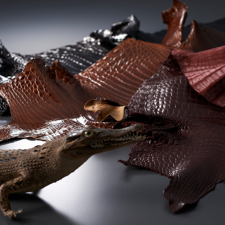 ���c��M����̉摜