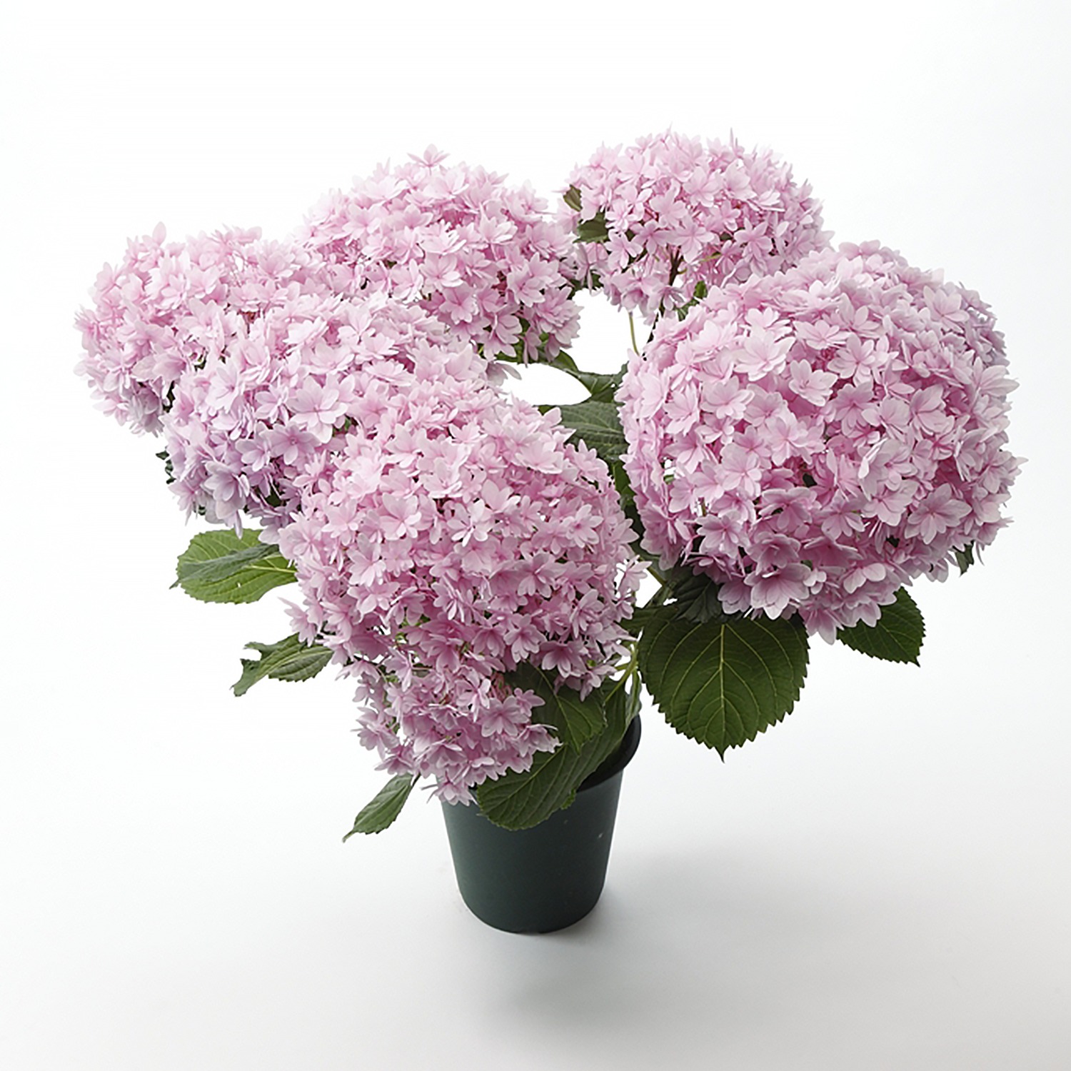 モンソーフルール 西洋紫陽花鉢 ショップチャンネル