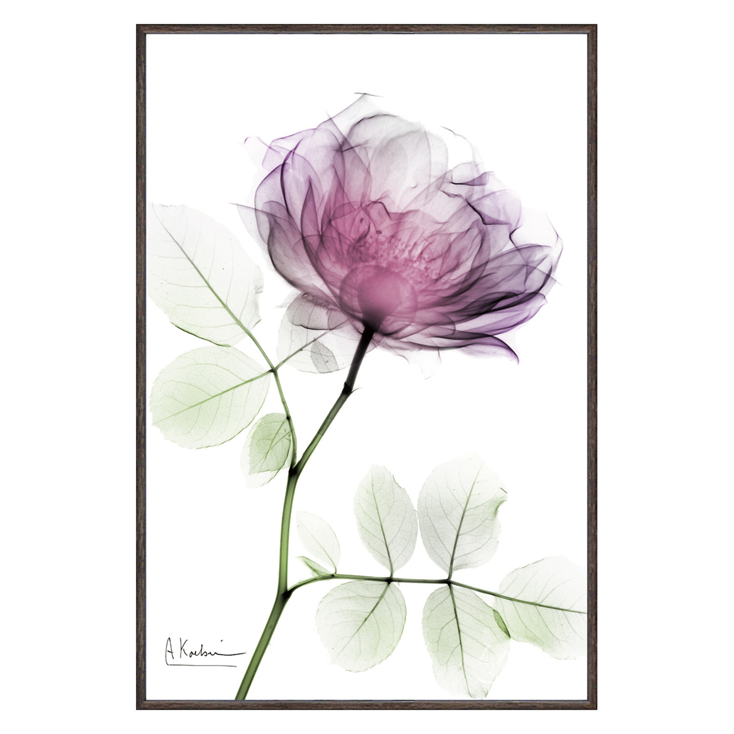 Ｘ　Ｒａｙ キャンバスアート ラウンドローズ ＜約３１×２１ｃｍ＞ 