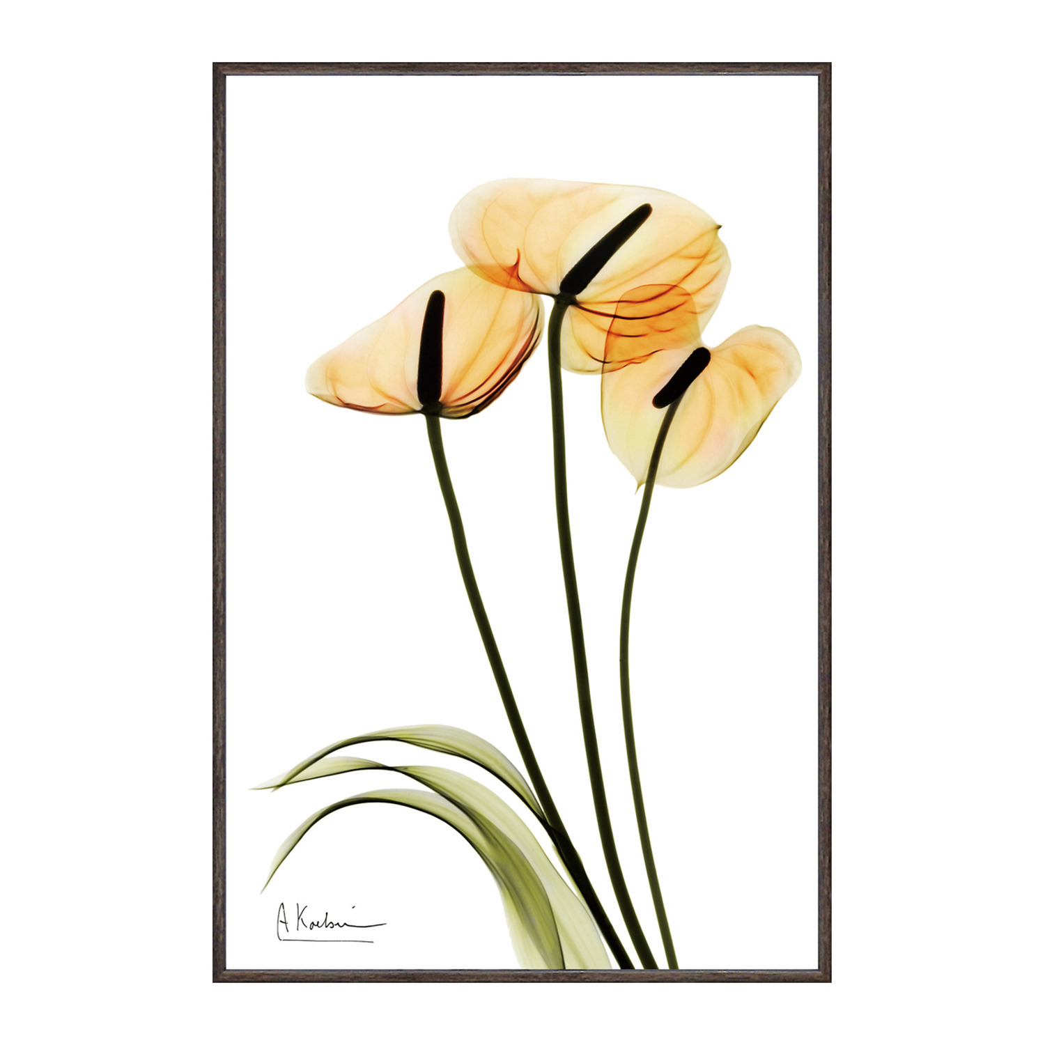 X Ray キャンバスアート アンスリウム ＜約31×21cm