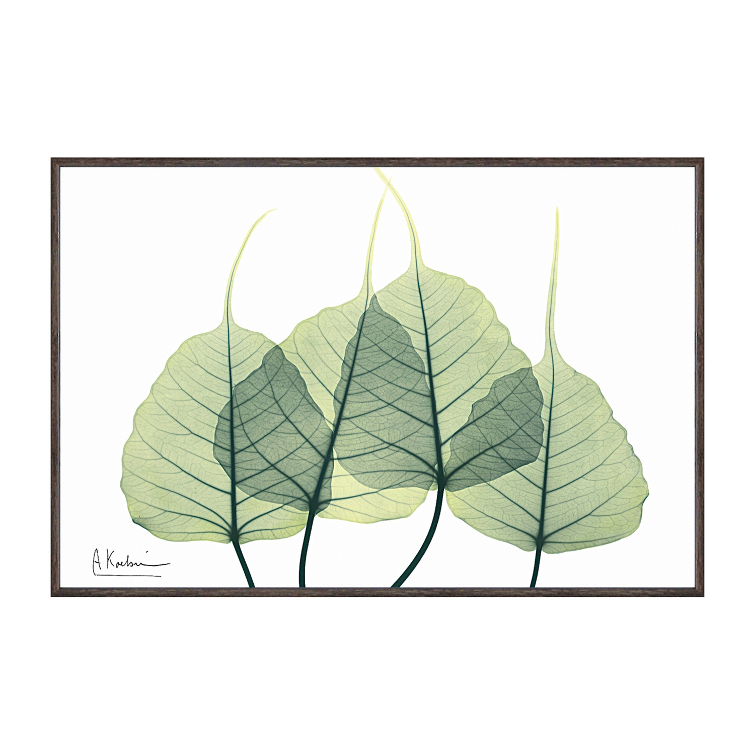 Ｘ　Ｒａｙ キャンバスアート リーフ３ ＜約２１×３１ｃｍ＞