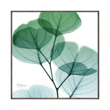 Ｘ　Ｒａｙ キャンバスアート ユーカリメイト ＜約３１×３１ｃｍ＞