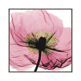 Ｘ　Ｒａｙ キャンバスアート ピンクポピー ＜約３１×３１ｃｍ＞