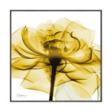 Ｘ　Ｒａｙ キャンバスアート ゴールデンローズ ＜約３１×３１ｃｍ＞